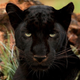 Illustration for article titled Scientists Do a Simple Camera Hack And Reveal Black Leopards Spots